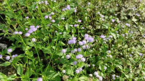 Ageratum conyzoides